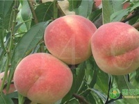 胭脂脆桃和胭脂红桃哪个品种好？